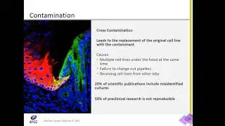 Cell Culture 101: Cell Contamination and Misidentification