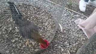 dándole de comer a los muñecos