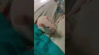 Small Rat Cleaning itself😍😍🐁