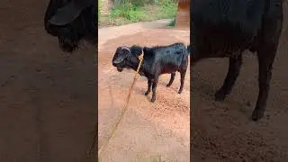 Black Bengal Desi goat video#cutebabygoat