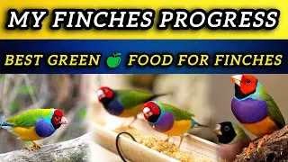 My Birds Breeding Progress / Breeding farmula for finches / breeding farmula for java finches 