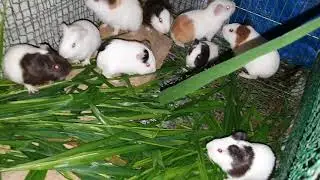 Những sai lầm khi nuôi chuột lang bọ ú miền bắc