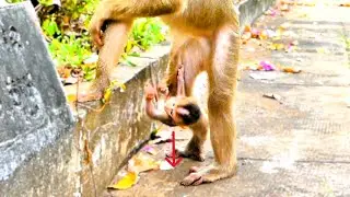 Baby Monkey Falls During Mother&rsquo;s Careless Moment