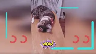 #Cat acrobat 2