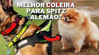 Qual é a melhor COLEIRA para SPITZ ALEMÃO?