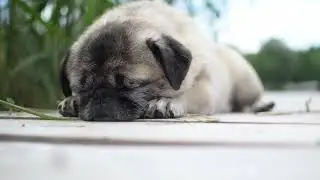 Dog Pug Sleep HD Videos