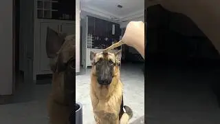 Dramatic German shepherd 😂😂#haha #funny #funnyvideo #dog #germanshepherd #omg #drama #fypシ゚viral