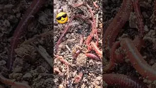 Australian Earthworm: Guardians of Ecosystems #earthworm #shorts #soil #worms
