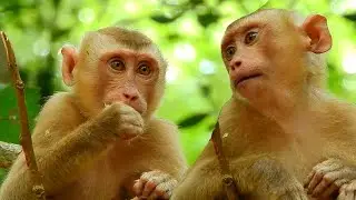 Now Abandoned Baby Monkey Tom Become Growing Up Than Before, Good For Living With Monkey Amber Troop