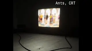 Ants, CRT