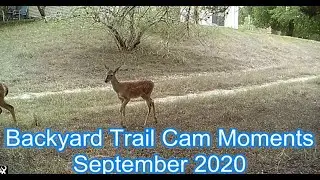 Epic Deer video of Trail cam Moments in the Backyard. #backyardtrailcammoments