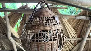 Anh Khuê / chim đa đa mồi VIP bác nào cần (gia5,500) 0985299986