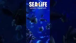Sea Life London Aquarium 2024