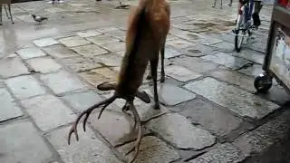 Todaiji Shrine with sacred deers