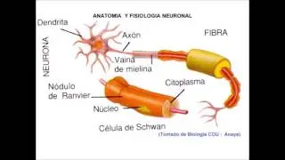 LA NEURONA Y EL EST&Iacute;MULO DE LA CONTRACCI&Oacute;N MUSCULAR