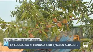 El Campo | La almendra ecológica arranca con 5,80 €/kg en Albacete | 26/08/25