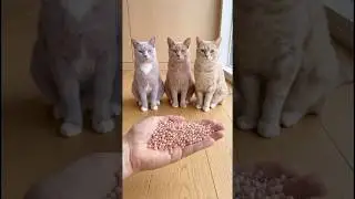 Satisfying Cat ASMR 🐱 | Relaxing Beads Sound | Oddly Satisfying | Sleep & Stress Relief #short