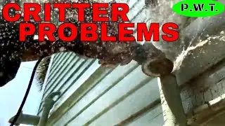 CRITTER IN PLUMBING DRAIN PIPE