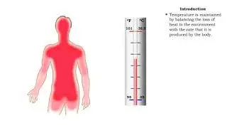 Factors that increase metabolic rate and heat production