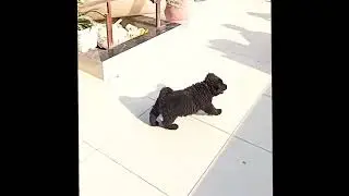 2 .5 month Old Black Gaddi dog for sale | गद्दी पिल्ले, 2.5 महीने के, बिक्री के लिए उपलब्ध हैं Delhi