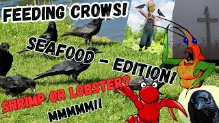 Feeding Crows Seafood Edition!