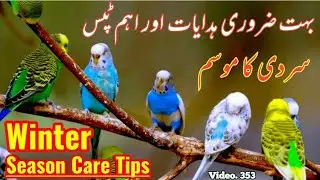 Australian Parrots ki Sardi me Care: How to protect ur birds in winter? by |Arham| Video.  353