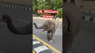 Giving mango to cute baby elephant #love #elephant #babyanimal #cute #aww
