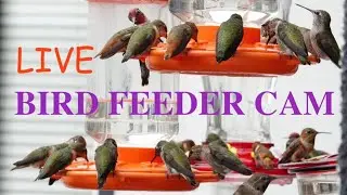 LIVE Hummingbird Cam: The Cutest Nature Feeders! | Birdbath, Water Fountain 8/21/2025