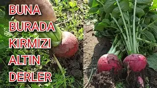 Turp Ektim Ama Baş Yapmadı Diyenler