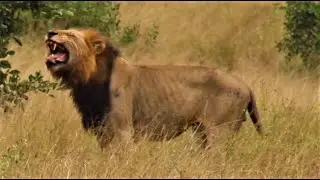MASSIVE Mazhiti Male Lions! In Action Doing The Flehmen Grimace! Kruger National Park! #lion #lions
