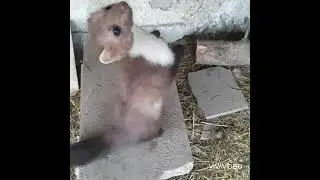 Pine martens, beech marten, stone marten, my pet 🦦