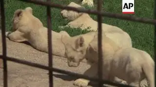 Rare white lion quintuplets born in Czech zoo