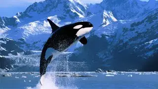 Самый большой дельфин - косатка (Orcinus orca)