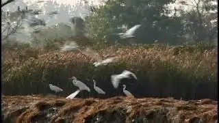 Mai Po Marshes, Hong Kong