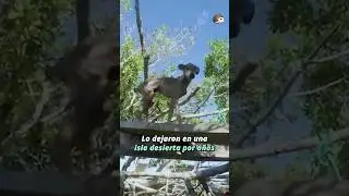 Supon&iacute;an que ya no estaba vivo  #perro #historiastristes #historiasdeanimales
