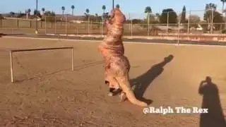 RALPH THE TREX TAKES ON AN AGILITY COURSE