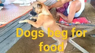 Top dogs know how to take care of their owners