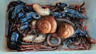 Catch Venomous Scorpion, Giant Snails and more at Mountain