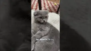 hygiene 101 💅 #cat #cute #scottishfold #britishshorthair #kitten