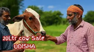 20ltr milk cow available for sale | odishare paibe high milking cow sale | dairy farming odisha 
