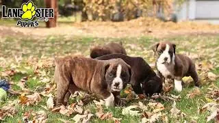 Beautiful Boxer Puppies