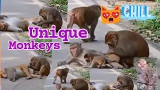Monkey's comedy videos funny # monkeys laughing video funny # #funnymonkey #comedy #babylaughing 