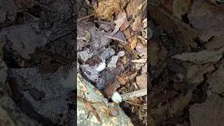Японские волшебные изоподы - разноцветные жёлтые чёрно-белые изоподы