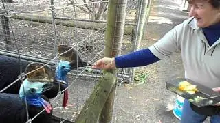 KI Discovery Tours / Parndana Wildlife Park / Cassowary birds