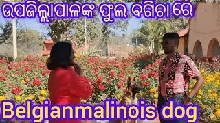 Sub-collecter sir ଙ୍କ  ପାଖରୁ ଆସିଲା Gimmy//ପୁଷ୍ପ ବାଟିକା ରେ belgianmalinois dog// 