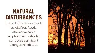 Natural Disturbance: पर्यावरण परिवर्तन:#climate #youtube#viral हम पर्यावरण में बदलाव के जिम्मेदार है