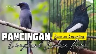 Pancingan Kacer Agar Emosi Langsung Buka Ekor 