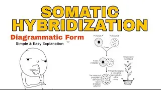 Somatic Hybridization Technique | Diagrammatic Form | Simple & Easy Explanation - Urdu-hindi