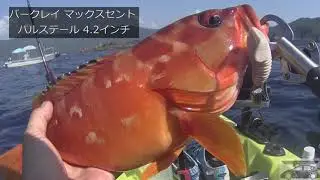 カヤックフィッシング　青物反応なし！ファンジグで赤物がイイ感じ　vlog fishHunter No 8