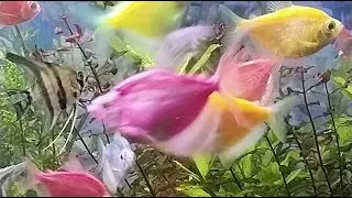 Tropical Taste Channel is live!